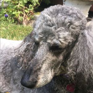 Meet your Posher, Sydney